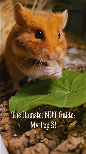 Safe Nuts for Hamsters: The Ultimate Guide 🥜 (What You Should Avoid!) 🌰