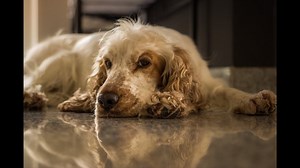 21 Pros and Cons of Owning a Cocker Spaniel