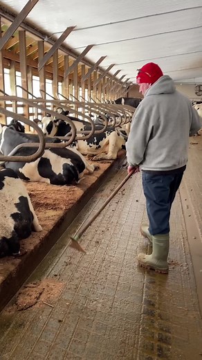Clean and Happy Cows on a Dairy Farm