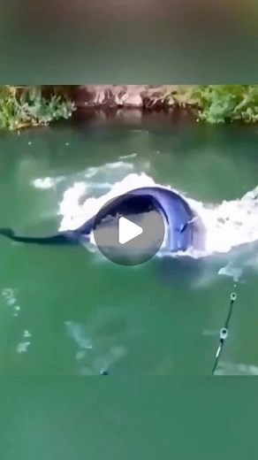 Predatory Fins ® | Rare & Exotic Fish Store on Instagram: "What Fish was this ? *WRONG ANSWERS ONLY* Credit: @fishingdock #fish #fishing #fishinglife #fishing #rivermonsters #catfish #monsterfish #sharkattack #shark #sharks"