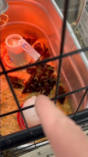 🐥 The Cutest ASMR You’ll See Today! Tractor Supply Public ASMR