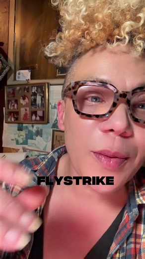 Flystrike or Freedom? This video is an allegorical history from life experience. Flystrike (myiasis) occurs when blowflies lay eggs in soiled or damp wool. The larvae feed first on waste, then invade living tissue, killing a sheep within days if untreated. Wild sheep are far less affected because they keep moving—changing terrain, shedding moisture, and preventing infestation from taking hold. I was in 8th grade when I applied iodine the first time for Flystrike, what I thought of as maggot infe