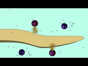 BASOPHILS & MAST CELLS