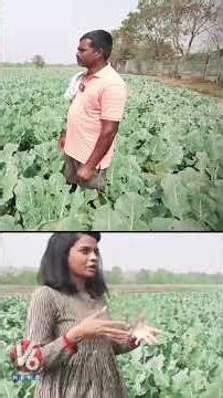 బ్రోకలీ సాగు ఒక ఎకరంలో 16 వేల మొక్కలు | Broccoli Farming | V6 Life
