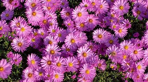 10 Tips For Growing Clusters Of Blooming Asters: 🌸 Asters bring vibrant color to any garden, but growing big, healthy clusters takes the right care. These ten tips will help your asters thrive and bloom abundantly. | Healthy Tips