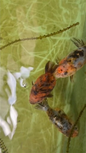 初心者金魚飼育 江戸錦編 令和8年9月8日 朝の様子