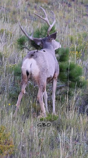 95K views · 1.2K reactions | Mule deer are getting frisky! A little sparring and rubbing happening as the weather cools down. www.GoodBullGuided.com | Good Bull Outdoors | Facebook