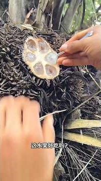 Can you eat these fruits you find in the wild? A video teaches you how to identify them! #Science...