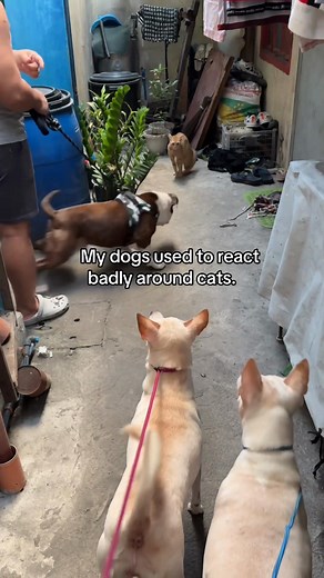 Replying to @No-one 😎 Not every dog instantly knows how to be calm around cats. Our dogs used to react badly too, and after what happened the first time we tried adopting a cat, I knew we had to do things differently with Tabby. So we chose slow introductions, patience, training, distance, and trust. I truly believe there are no bad dogs—just dogs that need proper guidance, understanding, and responsible owners willing to work with them. And now, Tabby finally has a forever home. 🤍 #dogtrainin