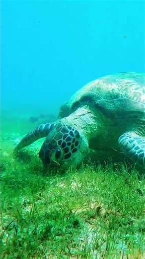 Watching This Sea Turtle Eat is Oddly Satisfying #asmr #relaxing #zen