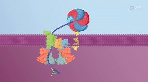 Video: Export of Misfolded Proteins out of the ER
