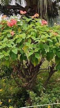 #saiyaara ,#faheemabdullah #Abdullaha Nizami #song