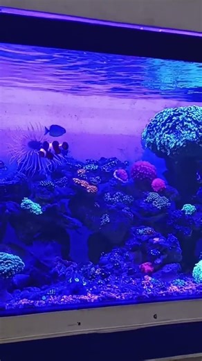 proses pembuatan scaping aquarium laut