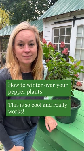 Wintering over your pepper plants! Extend the growing season for all your peppers 🫑🌶️ | Toni Farmer’s Garden