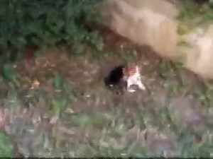 Beagle - Bella művésznő