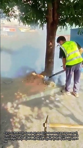 강력한 연막 소독으로 나무 뿌리 해충 박멸하기 #process #thermalfogger #bugcontrol #treehealth #exterminator