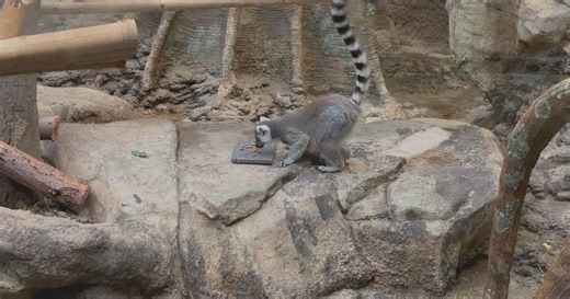 Franklin Park Zoo animals are staying cool during summer heat