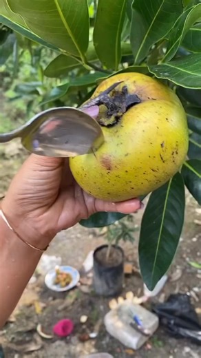 252K views · 1.1K reactions | Ang Black Sapote ay kilala bilang...