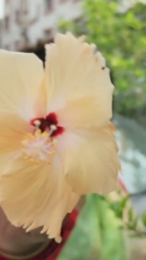 36K views · 1.4K reactions | Summer care for Diamond Glow skin☺️ #tomadermehu #mehu #skincare #affiliate #nued | Sangita Paul | Facebook