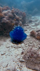 The Blue Crowned Jellyfish 🪼👑 You might think this jellyfish is headed straight to a punk rock concert with that spiky “hairdo,” but this is actually a Crowned Jellyfish — scientifically known as Cephea cephea and often nicknamed the Cauliflower Jellyfish. Instead of being smooth like many jellyfish, its bell often has small wart like projections or a cauliflower like surface (hence the name). This one’s rocking a stunning blue shade, but most of the time you’ll spot them sporting beautiful pu