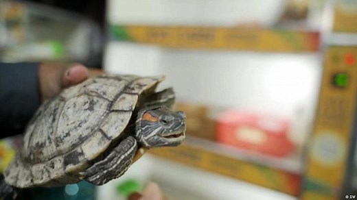 The invasive red-eared slider turtle