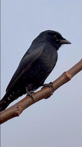 The Drongo bird! 🐦 They're known for their sleek black plumage and forked tail. #birdsoftheworld