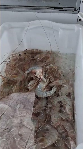 Peixe 🐟 fresco do #mar#shortvideo .