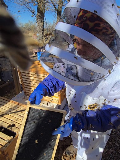 Understanding Wax Moths and Their Impact on Honeybees