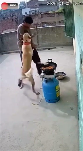 the dog Pulls Owner Away Moments Before gas Explosion Ignites