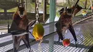 4.6K views · 430 reactions | Turn your frown upside down -- it's Bat Appreciation Day  Fun fact: there are over 1200 known species of bats 驪 | Oakland Zoo | Facebook