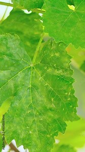 Powdery Mildew On Leaves Of Grape. Plant Disease. Bad Harvest. Plant Disease