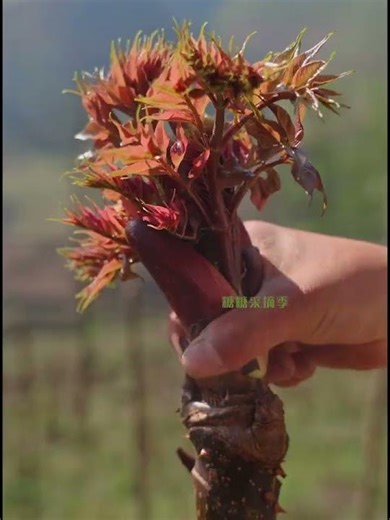 Top Spring Delicacy: First Flush of Green Buds