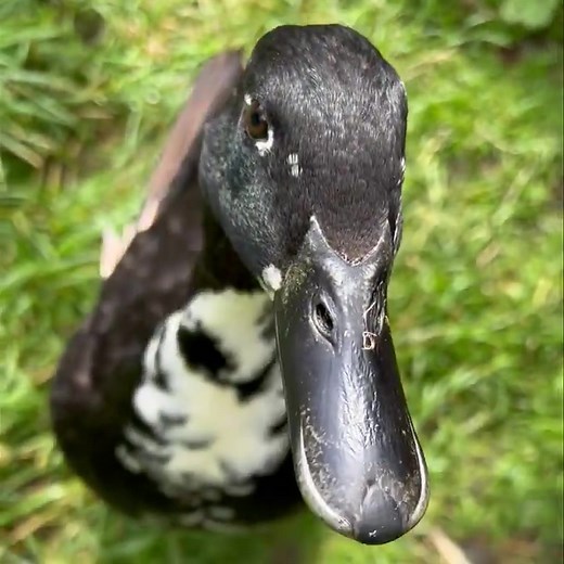 Our Shetland ducks are considered to be one of the rarest breeds. 🦆 Now a critically endangered species, they are thought to have been brought to the UK by the Vikings. Come and meet the Shetland ducks at Northumberland College Zoo. #AnimalOfTheWeek #Northumberland #EPNE #AnimalManagement #Northumberland College is part of Education Partnership North East. | Northumberland College