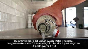 hummingbird food recipe sugar water ratio