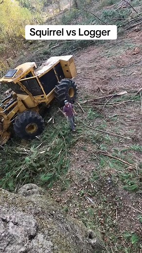 25K views · 361 reactions | Squirrels POV! #logging #tigercat #forestry #comedy #nature #squirrel #satire #funny #OnThisDay | Jazlyn Smith | Facebook