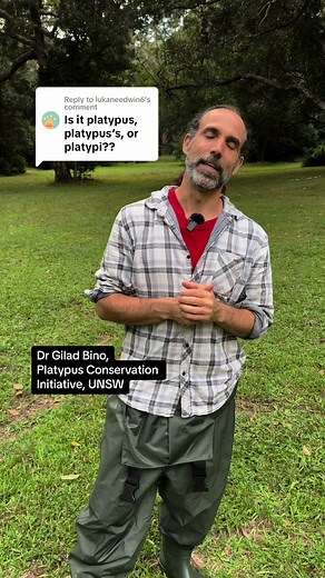 Replying to @lukaneedwin6 Our comments are always in a pandemonium about this so here’s the definitive answer. #platypus #unsw