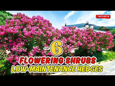 TOP 6 SHRUBS FOR LOW-MAINTENANCE HEDGES 🌱🏡🌷 | GARDENING MADE EASY!
