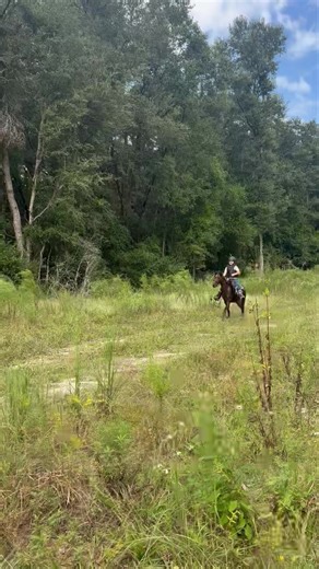 Registered Shetland mare . She’s started under saddle and drives very well. Tons of HOF on her pedigree. She’s bred to a registered blue roan Shetland stallion and is 6 months bred . I will have the breeding report on the stallion to obtain papers on the foal . She’s easy going on the ground . Stands tied . Good for the farrier . Clips. Loads in the trailer. 46 inches tall 11.2 hh 100 % sound Location- Williston fl 32696 Hauling available for a fee. 352-441-0963 🏵️No texting🏵️ | JD Horses & li