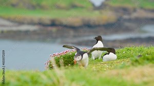 Puffin making small flight on ground. Razorbill couple in background. Handheld, rack focus