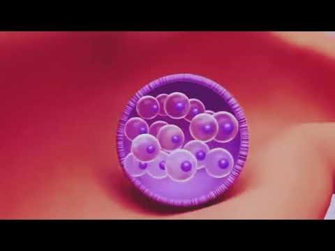 How Fertilization happens /3d animation