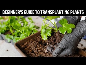 Transplanting Plants