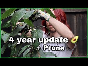 Pruning, Staking, and Repotting Avocado Trees - Avocado Diaries Episode Episode 17