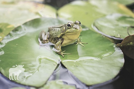 10 Animals That Live In Lakes — Forest Wildlife