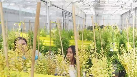 Carbon-scrubbing crops could help offset air pollution