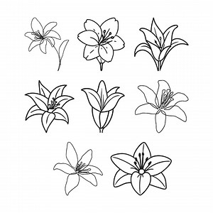 Lily Flower Line Art Embroidery Design, Outline Sketch Flower Machine Embroidery File, 8 Design, 8 Size, Instant Download - Etsy
