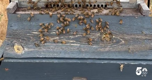 Bee colonies threatened by Colorado's warm winter