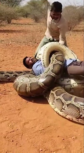 Huge Python Snake Attack on Human | Brave Rescue Attempt with Stick