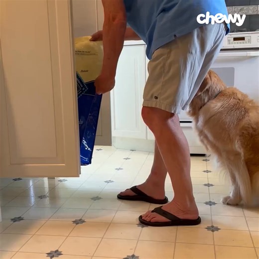 2M views | With Chewy, get your dog's perfect mealtime match delivered fast and at a great price. | Chewy | Facebook