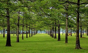 শিমুল বাগান ভ্রমণ গাইড - যাওয়ার উপায়, খরচ ও ট্যুর প্ল্যান