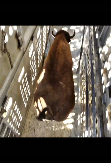 Bison have one speed… #eastlandtransportltd #bisonhauler #bison #bisonranch #fyp #foryoupage #foryou